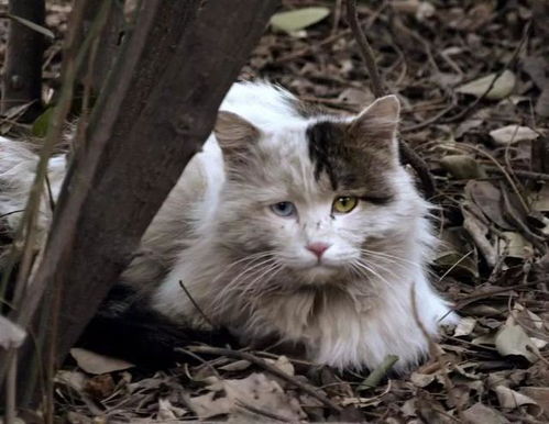 哪些猫咪回收平台可以长期收猫？宠物猫回收联系方式与价格表一览